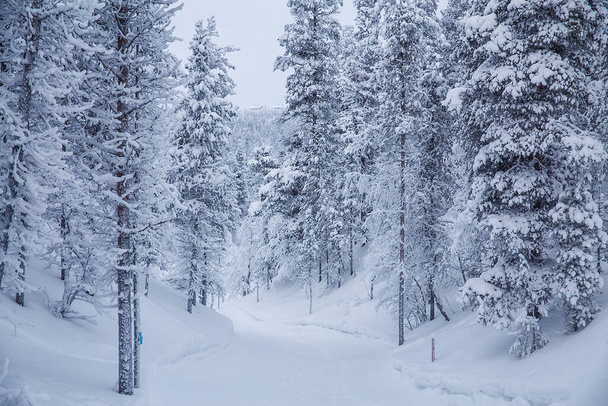 havas erdő egy utat a közepén - Fotó, kép