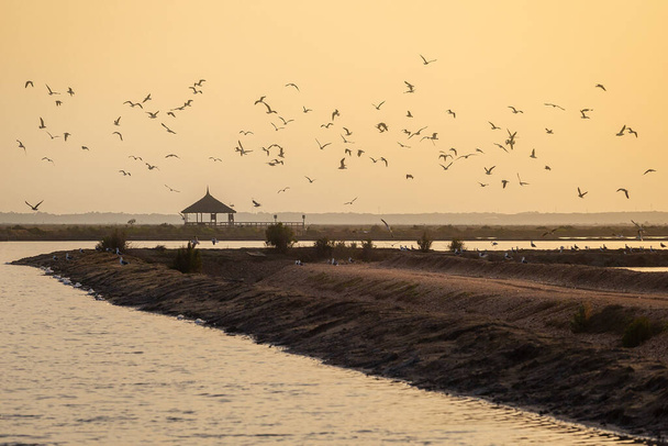 日没時にハエルヴァの沼を飛ぶ鳥たち - 写真・画像