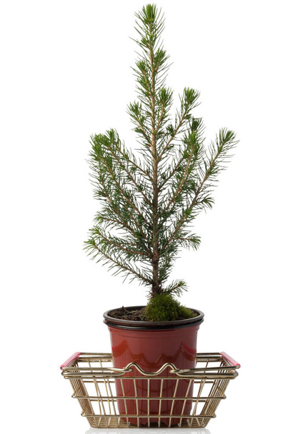 Verkoop van een kerstboom. Decoratieve dennenboom geïsoleerd op witte achtergrond. Een miniature home tree in een pot in een winkelmandje. - Foto, afbeelding