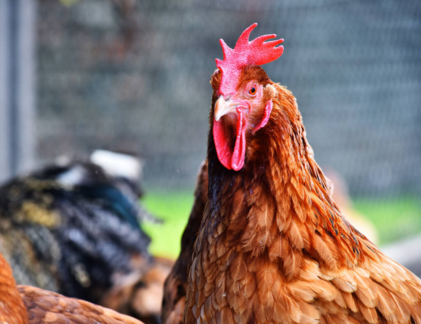 Geleneksel tavuk çiftliğinde tavuklar. - Fotoğraf, Görsel