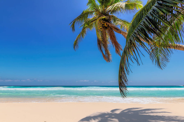 Kokospalmen und türkisfarbenes Meer im Hintergrund des sonnigen Strandes. Sommerurlaub und tropisches Strandkonzept. - Foto, Bild