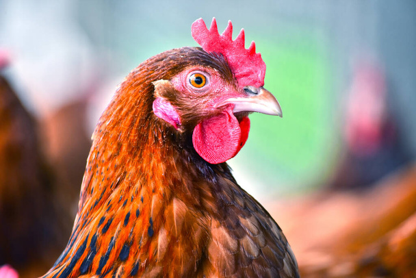 Hühner auf traditionellem Freilandgeflügelhof. - Foto, Bild