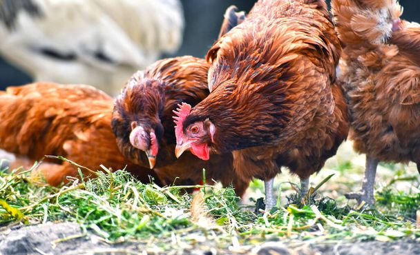 Κοτόπουλα σε παραδοσιακό αγρόκτημα πουλερικών ελεύθερης βοσκής. - Φωτογραφία, εικόνα