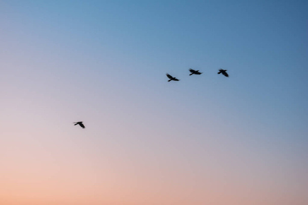 Silhouettes of birds in the sky during sunset - 写真・画像