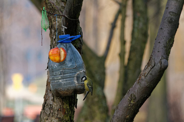 Mangeoire pour oiseaux de fortune dans le parc - Photo, image