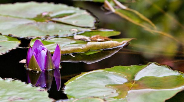 Víz lilly virág - Fotó, kép