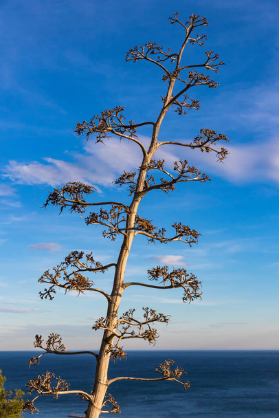 Flowering Agave Americana plant (also known as Century Plant or Sentry Plant or Maguey or American aloe). Mediterranean sea on the background. Malaga coast, Spain - Foto, afbeelding