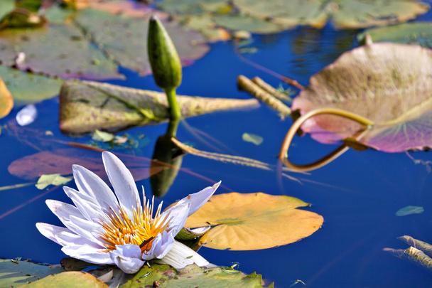 flor lírio água
 - Foto, Imagem