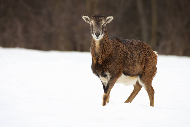 Hembra adulta de muflón de pie en el prado nevado con las piernas cruzadas - Foto, imagen