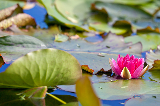 Water lilly flower - Photo, Image