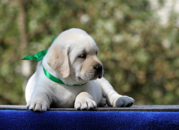yellow labrador puppy on the blue background - Photo, Image