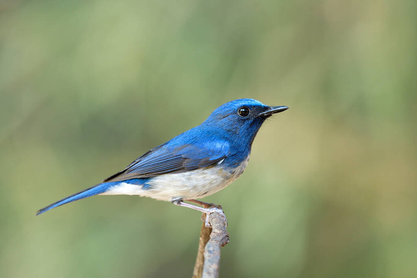 όμορφο μπλε πουλί με αιχμηρά φτερά και μεγάλο μάτι σταθερά σκαρφαλωμένο σε λεπτό κλαδί δέντρου πάνω από φωτεινό πράσινο έως κίτρινο φόντο, γαλάζιο flycatcher - Φωτογραφία, εικόνα