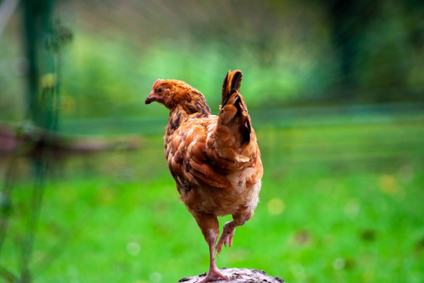 Νεαρό κοτόπουλο από πίσω σταθεί στο ένα πόδι σε πράσινο εξωτερικό φόντο στο αγρόκτημα - Φωτογραφία, εικόνα