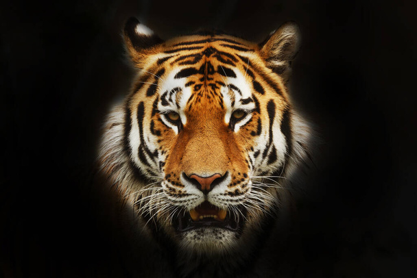 Siperian tiikeri (Panthera tigris tigris) pään muotokuva eristetty mustalla pohjalla - Valokuva, kuva