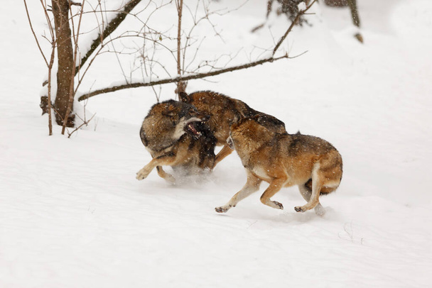 γκρι λύκος (Canis lupus) η αγέλη βρυχάται σε μια χειμωνιάτικη χιονισμένη μέρα - Φωτογραφία, εικόνα
