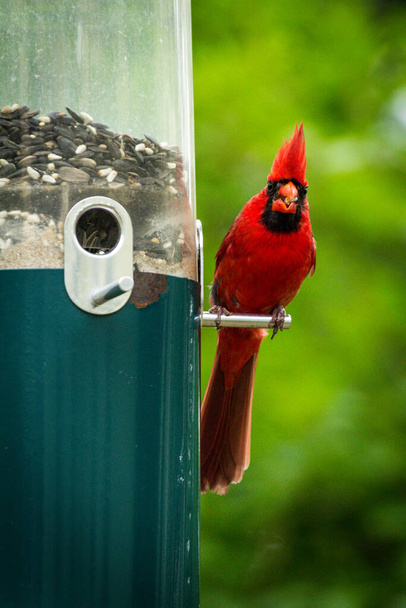 Northern red male cardinal perched on a bird feeder - Фото, зображення