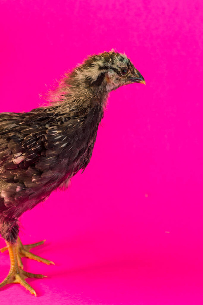 Sicilian Buttercup chicken portrait farm hen on pink - Photo, Image