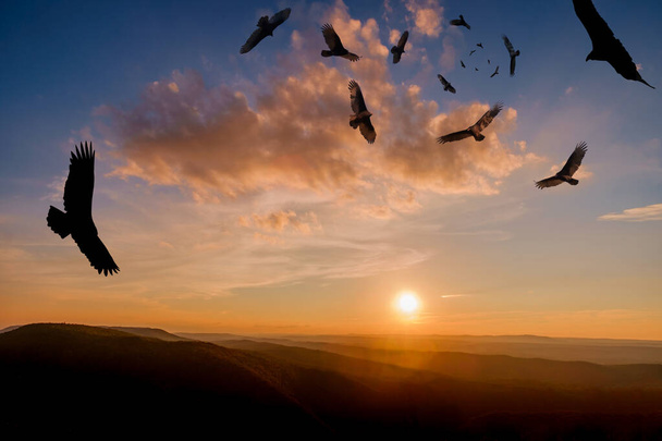 Un troupeau de vautours dindes tournants menaçants planent haut dans le ciel - Photo, image