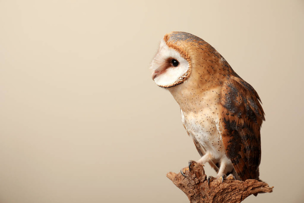 Beautiful common barn owl on twig against beige background. Space for text - Foto, Imagen