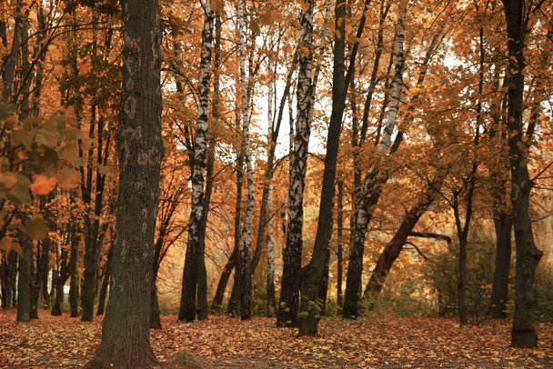 Beautiful view of forest on autumn day - Valokuva, kuva