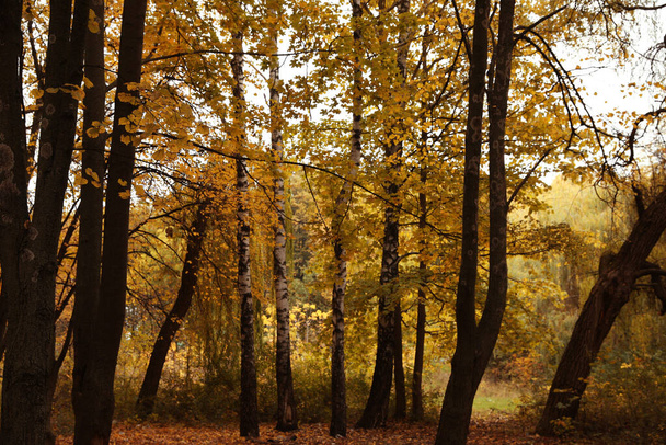 Beautiful view of forest on autumn day - Valokuva, kuva