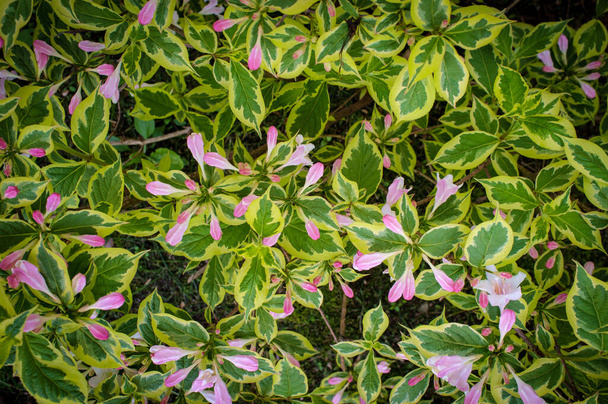Wczesna wiosna Stare modne kwiaty Weigela florida variegata  - Zdjęcie, obraz