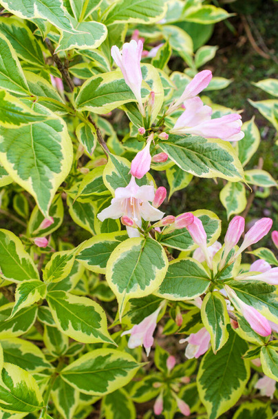 早春旧式なWeigela florda variegata花  - 写真・画像