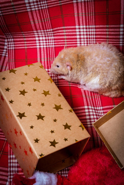 Fancy pet rat Christmas theme opening presents in gift box - Photo, Image