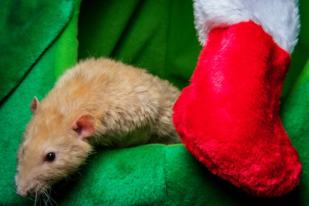 Fancy pet patkány Karácsonyi téma harisnya és ajándékok - Fotó, kép