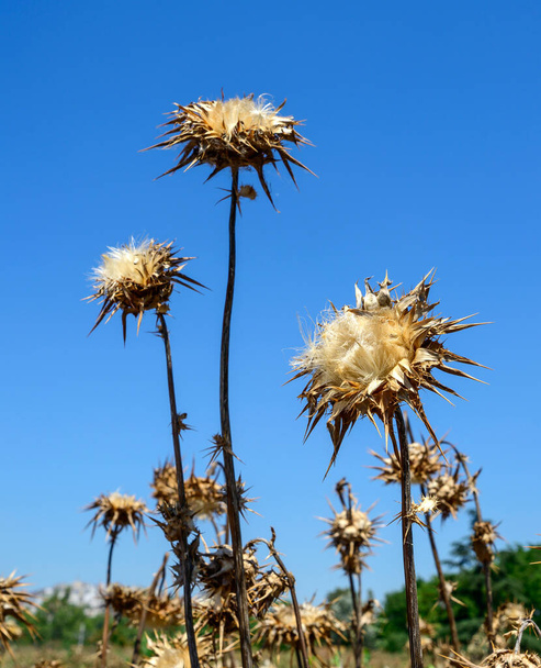 Dry thistle. Dry thistle at the end summer. - Photo, Image