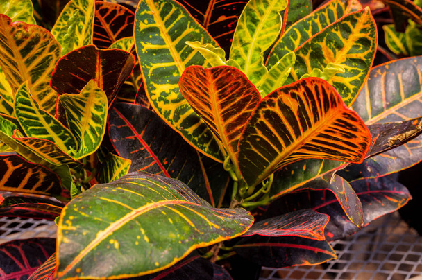 Gros plan feuillage panaché croton petra plante de couleur rouge et vert  - Photo, image