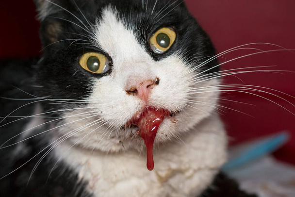 Kanlı tükürüğü olan bir kedinin yakın plan fotoğrafı. Çünkü sha brodifacoum ile zehirlenmiş. - Fotoğraf, Görsel