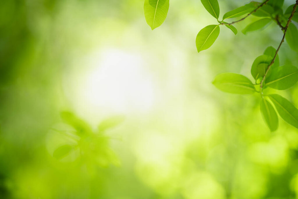 Beautiful nature view green leaf on blurred greenery background under sunlight with bokeh and copy space using as background natural plants landscape, ecology wallpaper concept. - Photo, Image