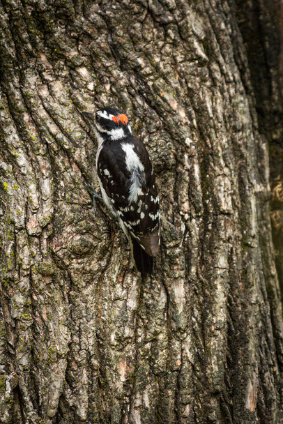 Small North American male downy woodpecker on tree - Fotoğraf, Görsel
