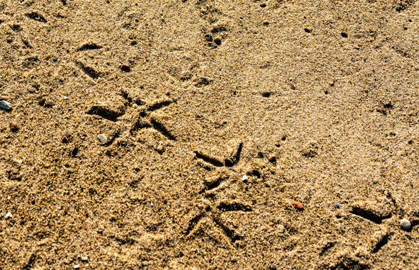 empreintes de pas d'oiseaux dans le sable. . photo de haute qualité - Photo, image