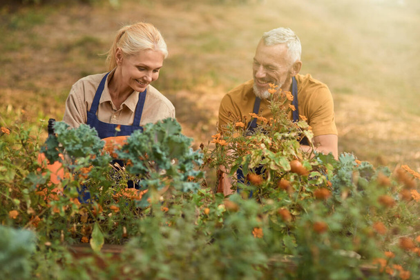 Fröhliche kaukasische Partner mittleren Alters, die im Garten arbeiten - Foto, Bild