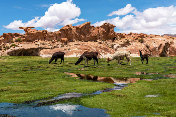 Algunas llamas (camélidos nativos de América del Sur), comiendo hierba en el suroeste del altiplano en Bolivia  - Foto, imagen
