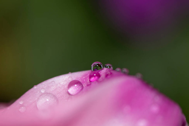 Close up of water drops on a pink leaf of a flower on a green background. Selective focus. Delicate Macro wallpaper. - Photo, Image