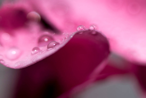 Water drops on pink leaves of a flower close-up with a dark background. Selective focus. - Foto, afbeelding
