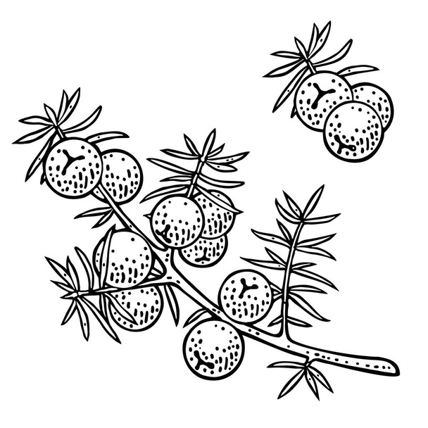 Branch of Juniper with berries. Vintage vector black engraving illustration for label, poster, web. Isolated on white background - ベクター画像