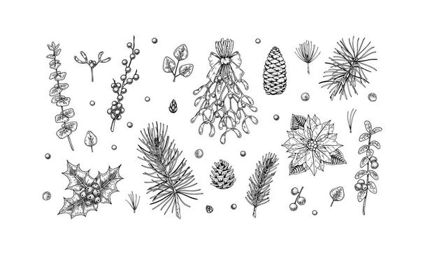 Set of hand drawn Christmas plants isolated on white background. Christmas decoration elements. Vector illustration in sketch style - Vector, afbeelding