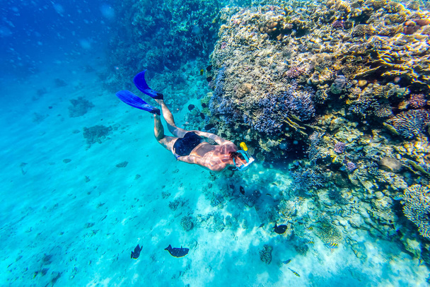 Hombres de tiro subacuático buceando y buceando en el mar tropical. Buceo de snorkeler a lo largo del coral cerebral - Foto, Imagen
