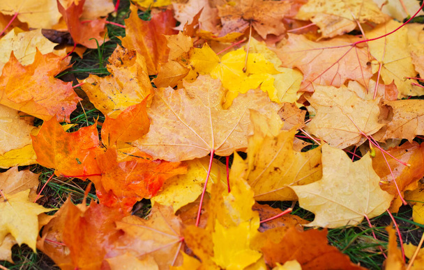 Jesień kolorowe pomarańczowe, czerwone i żółte liście klonu jako tło Outdoor. - Zdjęcie, obraz