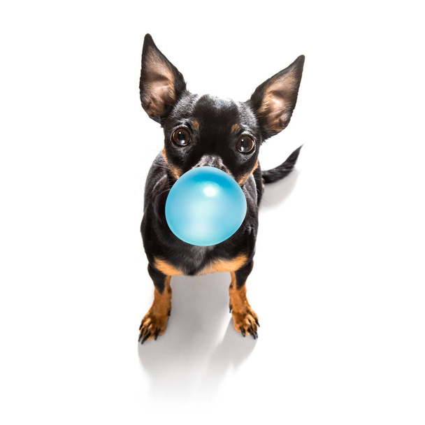 prague ratter  dog looking up to owner waiting or sitting patient to play or go for a walk with  chewing bubble gum ,   isolated on white background - Foto, Bild