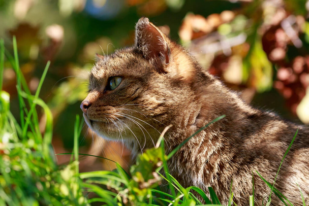 Un verdadero gato salvaje europeo alerta - Foto, imagen