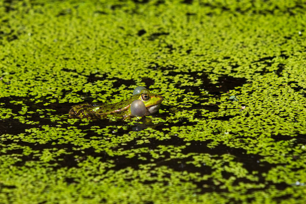 Gölet kurbağası bahçe havuzunda, ördek otunun arasında oturur ve yüksek sesle bağırır. - Fotoğraf, Görsel