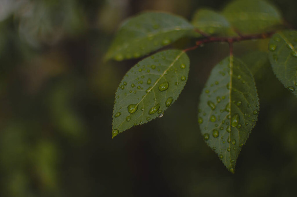 Bela textura de folha verde com gotas de água, de perto. Foco seletivo. Folhas escuras após a chuva, tempo chuvoso. - Foto, Imagem