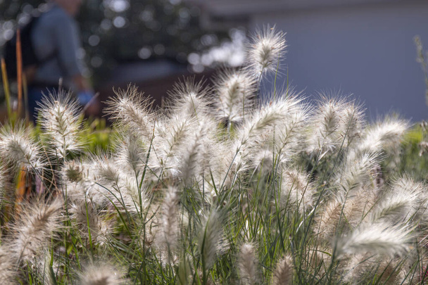 Pennisetum alopecuroides garden plant bush glowing with the morning sun. - Photo, Image
