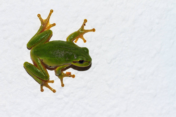 Europejska żaba drzewna wspina się wzdłuż pionowej białej ściany - Zdjęcie, obraz