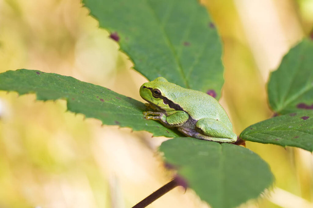 Tree frog on a blackberry bush - Photo, Image